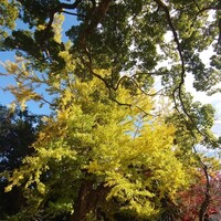 先斗町 四季 よし菜 - 