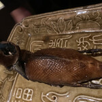 茶禅華 - 小鴨のプレゼンテーション