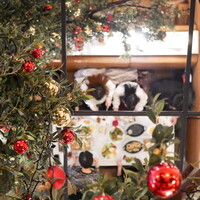 マディソン ニューヨーク キッチン - 