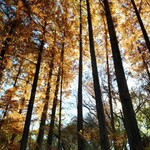 石臼挽き蕎麦 石づか - もう秋も深まりました！