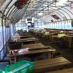 かき小屋えびす丸 - ビニールハウスの店内