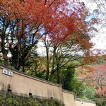 紅葉亭 - 道路から見上げた紅葉