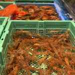 函館海鮮料理 海寿 - コレコレ〜噴火湾産のボタン海老(;´д｀)めっちゃ元気