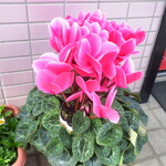 一寛 - 店頭に咲くシクラメン