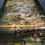 おさかなダイニング ぎんりん亭 - 