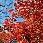 COFFEE HOUSE maki - ◎紅葉の名所の圓光寺の紅葉は美しい。