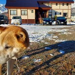 山田屋旅館 - 柴犬