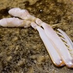 鮨匠 のむら - ㉒蝦蛄の爪(鹿児島県出水産)
      普通の蝦蛄は泥の中に住むため、泥臭く色も濃いのですが、こちらのしゃこは砂地に棲むため非常にクリアな色と味わい
      シャコで一番甘い部分、蟹のような濃い味ではなくクリアな甘さ