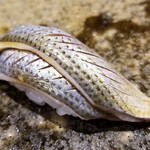 鮨匠 のむら - ㉓小鰭(鹿児島県産、漁場非公開、2日寝かせ)
      産卵期は春、旬はそれぞれ、新子は初夏、小鰭は夏、鮗は晩秋～晩冬、寿命3年
      〆の塩梅が良く薫りも良い、脂のりも良く美味しい