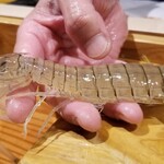 鮨匠 のむら - ㉑蝦蛄(鹿児島県出水産)【クリスタル蝦蛄】
      産卵期は初夏～夏、旬は包卵する初夏～夏
      枕崎から出水にかけて、白浜の砂浜が点在、良質な海底環境で育っています
      他では出会えないスペシャルです！