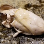 鮨匠 のむら - ㉖煮牡蠣(北海道厚岸産)(オリジナル醤油煮)
      濃厚、ミルキー、でもしつこくない、極上のバランス！
      これも特製出汁醤油で煮られており、火を入れても軟らかさがあります