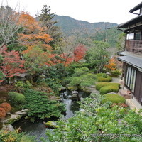 芹生 - 