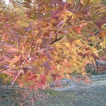 さかなどころ ともさき - 