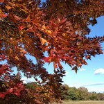 さかなどころ ともさき - 