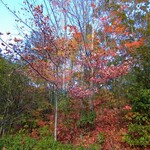 さかなどころ ともさき - 