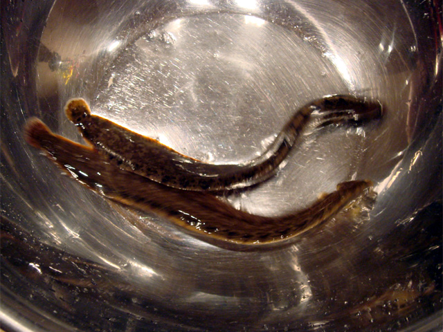 幻のネタ銀宝に誘われて By Magic Engineer 移転 西麻布天ぷら魚新 六本木 天ぷら 食べログ 幻のネタ銀宝に誘われて By Magic Engineer 移転 西麻布天ぷら魚新 六本木 天ぷら 食べログ