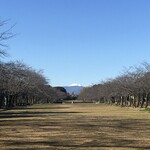 KINOKUNIYA - 空気澄む冬は冠雪した富士山