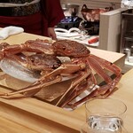 新地 やま本 - 鳥取県産　松葉がに　まだ生きてる！