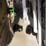 柳家 - 2012.12 本館の入口横に猫を2匹発見！