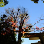 猿蔵 - 風は秋色