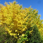 ラーメン二郎 - 銀杏がきれい♪