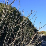 モイベーカリー - 店の近くのマロニエ (marronnier) の枝先には春に開く新芽が固く光っている