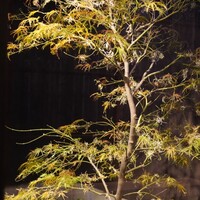 鳥さき - 