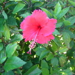 ちゅらぬうじ - 