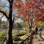 ムレスナティー東京 - 井の頭公園の紅葉も見ることもできました♪