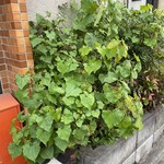 手打ち蕎麦・鮨 いまふく - 店舗際に生える宿根蕎麦の葉（酒肴の一品に使用）