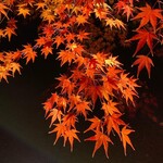 手打ち蕎麦・鮨 いまふく - 紅葉狩