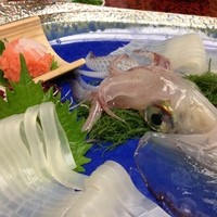 稚加榮 本店 - 烏賊活造り♪