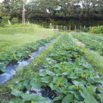 Kata Tsumuri - 毎年約１０００本のサツマイモを植えています。芋掘り体験に来て下さい。