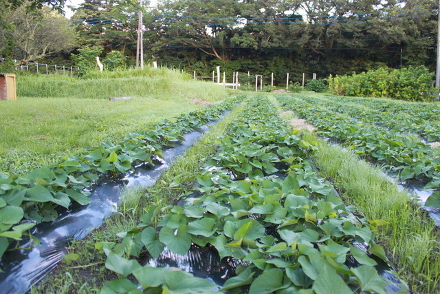 かたつむり - 修善寺/ピザ | 食べログ