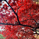 ドトールコーヒーショップ - 六義園の紅葉