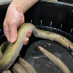 うなぎ 魚政 - 
