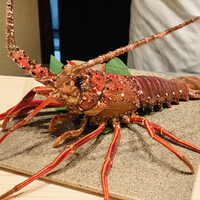 新宿 鮨 よこ田 - 