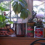 ケル シャンス - 窓際