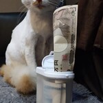 桃ねこ - 