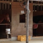 ウエスタン牧場フォーシーランチ - 乗馬用の馬達