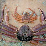 源与門 - ズワイガニ  小さいのが雌。
      
      せいこ蟹。
      
      
      富山では『まんじゅうがに』と呼びます。
      
      石川では『香箱蟹』。
      
      
      俺が子供の頃は安い蟹でした。
      
      
      
      