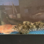 廻鮮寿司 塩釜港 - 外で飼われているお魚たち…