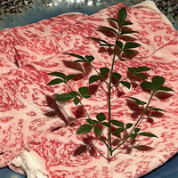 華蓮  大阪心斎橋店 - 