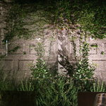 osteria LIU - 緑が綺麗に揃ってきました