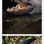 DINER WISTERIA - クロコダイル