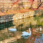 hamakichimamakaritei - 倉敷川に白鳥がいました！(人´∀︎`o)
      ※お店の内容とは関係ありません。