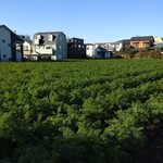 ガリレオ 八兵衛 - 朝霞名物人参畑