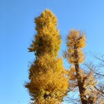 ガリレオ 八兵衛 - 枝切りされても生き延びる命