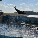 江ノ島小屋 - 江ノ島水族館のイルカショー