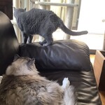 CALVA - 舐め終わって去って行く伝次郎③